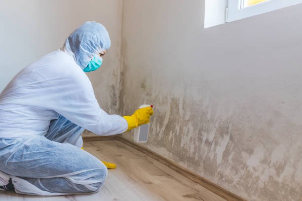 Licensed Mold Testing service in Ebony, VA - WQB Mold Removal