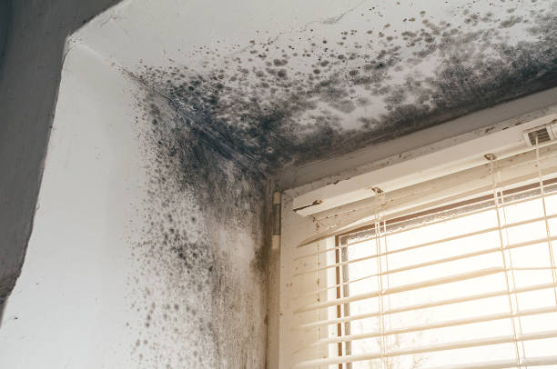 Affordable Mold Testing solutions in Ebony, VA