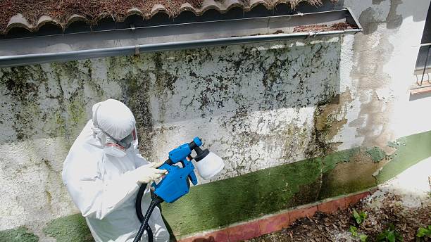 Top rated local Mold Testing specialists in Ebony, VA